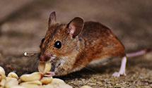 24 Hour & Emergency Exterminators in Piney Flats, TN